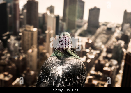 Piccione appollaiato sulla cima dell'Empire State Building Foto Stock