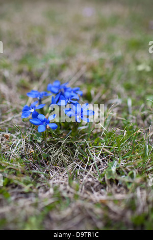 Molla o genziana Gentiana verna, specie in via di estinzione. Foto Stock