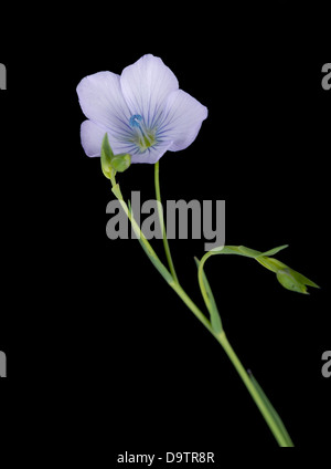 Linum bienne - lino pallido su nero Foto Stock