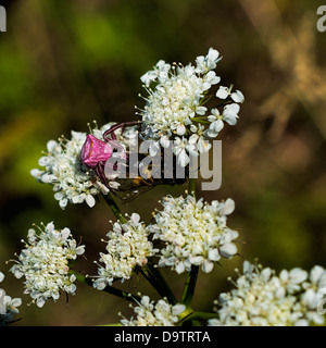 Rosa ragno granchio con la preda Foto Stock