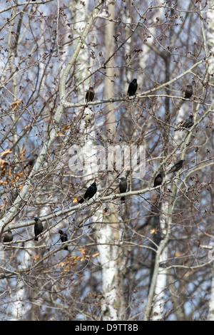 Brewer's blackbird Foto Stock