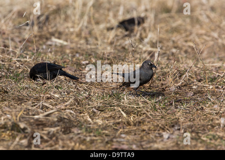 Brewer's blackbird Foto Stock