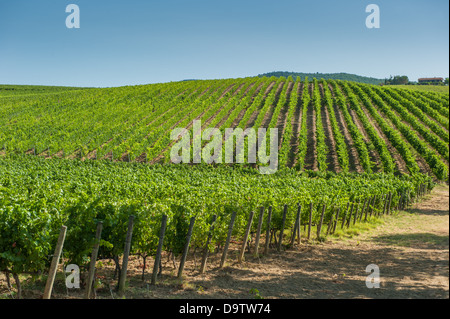 Vigneto in Val d'Orcia, Toscana Foto Stock