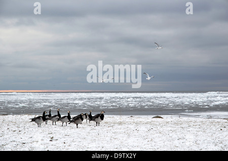 Oche facciabianca in inverno Foto Stock