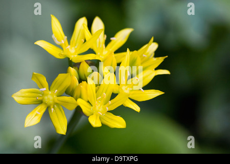 Allium moly. Golden aglio fiori. Foto Stock