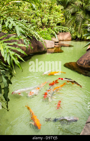 Carpe in uno stagno. Foto Stock