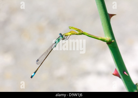 Libellula blu su una pianta verde ramo in estate Foto Stock