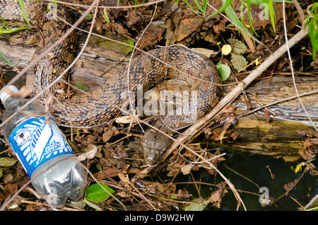 Tennessee, sul fiume Tennessee presso la Clifton. Diamondback acqua snake (Wild: Nerodia rhombifer). Foto Stock