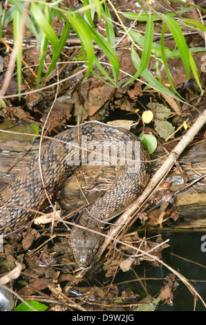 Tennessee, sul fiume Tennessee presso la Clifton. Diamondback acqua snake (Wild: Nerodia rhombifer). Foto Stock