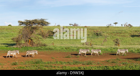 Di Grevy Zebra (Equus grevyi) è il più grande equide selvatico e rigorosamente protetta come una specie in via di estinzione, Kenya, Africa.. Foto Stock