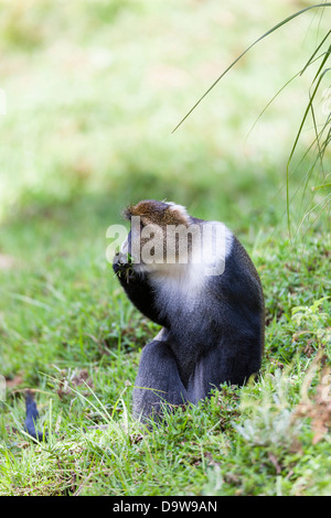 Sykes di scimmia (Cercopithecus albogularis) rovistando nel Parco nazionale di Aberdare, Kenya, Africa. Foto Stock