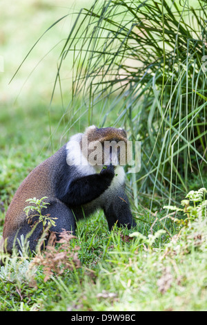 Sykes di scimmia (Cercopithecus albogularis) rovistando nel Parco nazionale di Aberdare, Kenya, Africa. Foto Stock