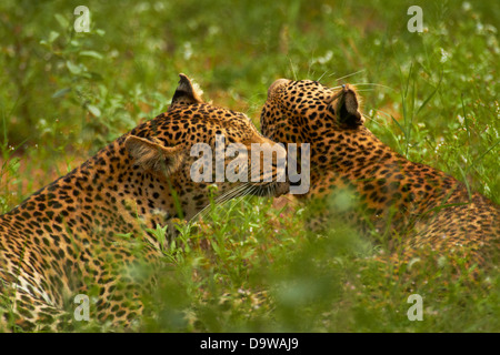 Leopardi (Panthera pardus), Kruger National Park, Sud Africa Foto Stock