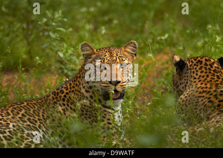 Leopardi (Panthera pardus), Kruger National Park, Sud Africa Foto Stock