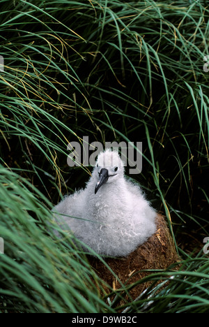 Il Cile, Diego Ramirez Isola, Gray-Headed Albatross, ceci su nido, Tussock Grass Foto Stock