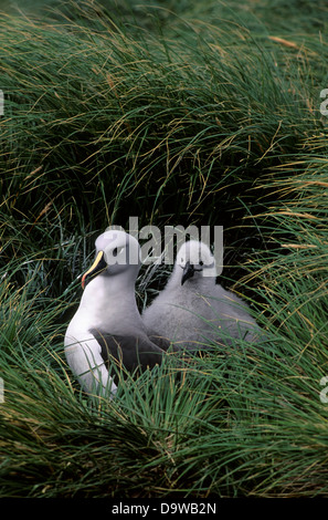 Il Cile, Diego Ramirez Isola, Gray-Headed Albatross con pulcino In Tussock Grass Foto Stock