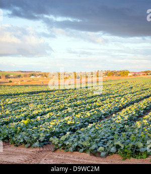 Fresca insalata verde in crescita in righe in una fattoria di lattuga Foto Stock