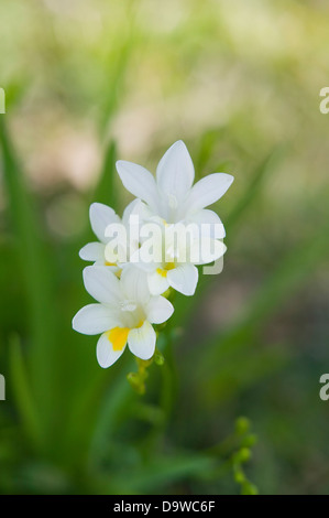 Ritratto di freesias bianco in un giardino naturale l'impostazione. Foto Stock