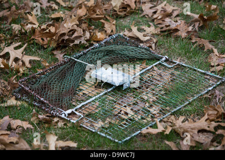 Trappola per uccelli Foto stock - Alamy