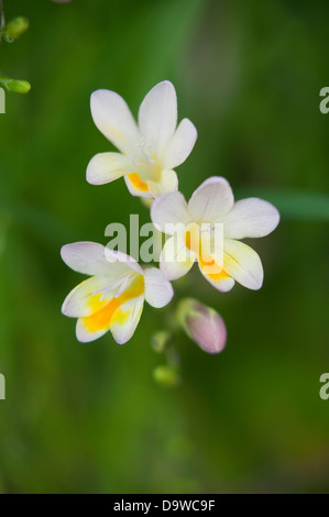 Ritratto di freesias bianco in un giardino naturale l'impostazione. Foto Stock