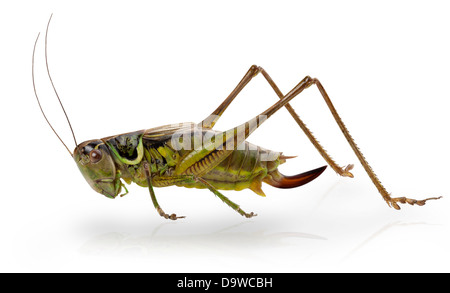 Grasshopper davanti a uno sfondo bianco. Tracciato di ritaglio Foto Stock