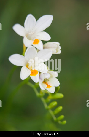 Ritratto di freesias bianco in un giardino naturale l'impostazione. Foto Stock