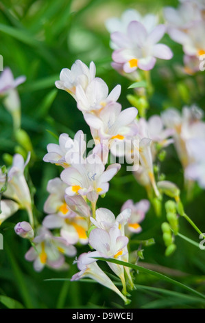 Ritratto di freesias bianco in un giardino naturale l'impostazione. Foto Stock