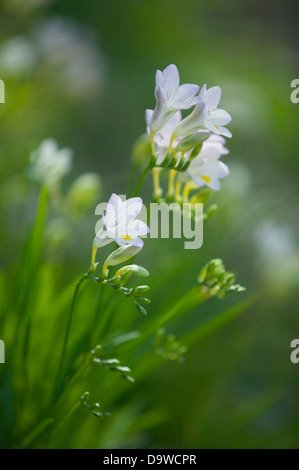 Ritratto di freesias bianco in un giardino naturale l'impostazione. Foto Stock