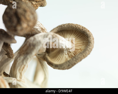 Primo piano concettuale di un cluster di funghi enoki delicatamente piegata con le branchie e mostrando uno sfondo luminoso Foto Stock