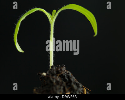 In prossimità di un piccolo impianto con due foglie che cresce dalla terra su sfondo scuro Foto Stock