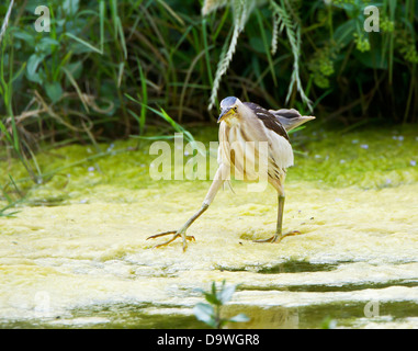 Tarabusino femmina adulta Ixobrychus minutus alimentando in piccolo ruscello nella Turchia meridionale durante il mese di maggio Foto Stock