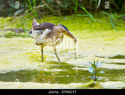 Tarabusino femmina adulta Ixobrychus minutus alimentando in piccolo ruscello nella Turchia meridionale durante il mese di maggio Foto Stock