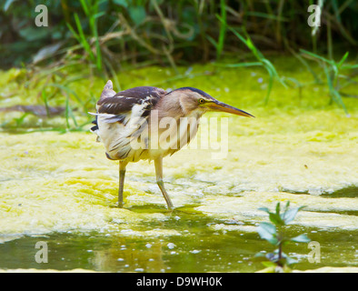 Tarabusino femmina adulta Ixobrychus minutus alimentando in piccolo ruscello nella Turchia meridionale durante il mese di maggio Foto Stock