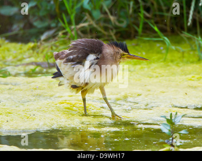 Tarabusino femmina adulta Ixobrychus minutus alimentando in piccolo ruscello nella Turchia meridionale durante il mese di maggio Foto Stock