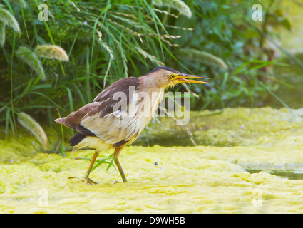 Tarabusino femmina adulta Ixobrychus minutus alimentando in piccolo ruscello nella Turchia meridionale durante il mese di maggio Foto Stock