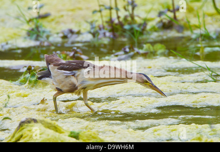 Tarabusino femmina adulta Ixobrychus minutus alimentando in piccolo ruscello nella Turchia meridionale durante il mese di maggio Foto Stock