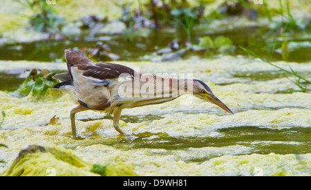 Tarabusino femmina adulta Ixobrychus minutus alimentando in piccolo ruscello nella Turchia meridionale durante il mese di maggio Foto Stock