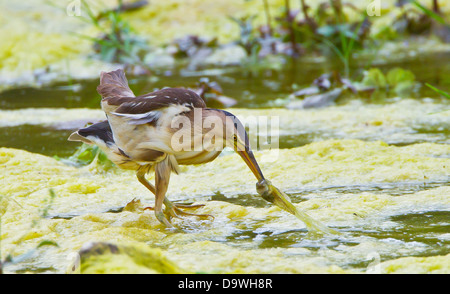 Tarabusino femmina adulta Ixobrychus minutus alimentando in piccolo ruscello nella Turchia meridionale durante il mese di maggio Foto Stock