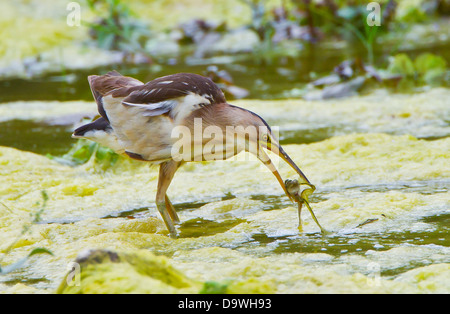 Tarabusino femmina adulta Ixobrychus minutus alimentando in piccolo ruscello nella Turchia meridionale durante il mese di maggio Foto Stock