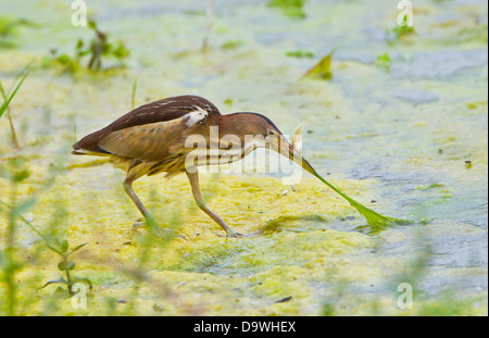 Tarabusino femmina adulta Ixobrychus minutus alimentando in piccolo ruscello nella Turchia meridionale durante il mese di maggio Foto Stock