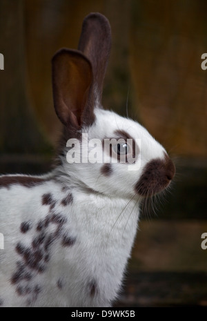 Cioccolato Spot inglese coniglio femmina giovanile Foto Stock