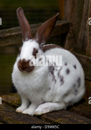 Cioccolato Spot inglese coniglio femmina giovanile Foto Stock