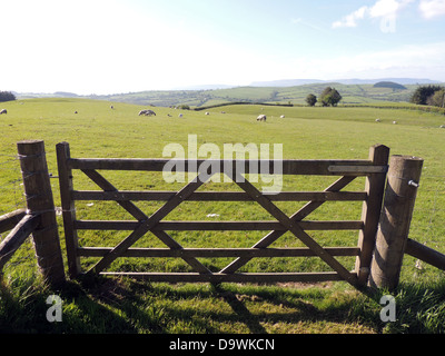 Pecore fattoria vicino a Newchurch, Kington,Herefordshire, Inghilterra. Foto Tony Gale Foto Stock