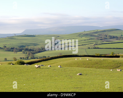 Pecore fattoria vicino a Newchurch, Kington,Herefordshire, Inghilterra. Foto Tony Gale Foto Stock