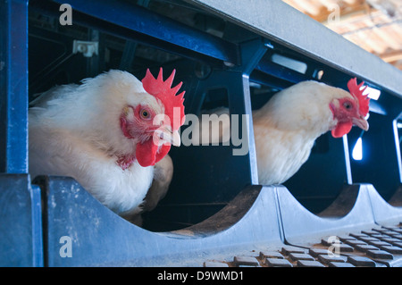 Allevamento di Pollame di fattoria. Le galline e i Galli in una coop. Galline producono uova fecondate in una batteria fotografato in Israele Foto Stock