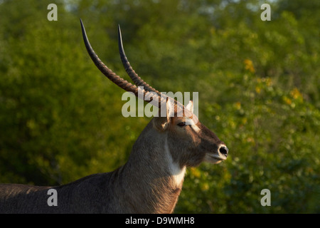 Maschio (waterbuck Kobus ellipsiprymnus ellipsiprymnus), Kruger National Park, Sud Africa Foto Stock