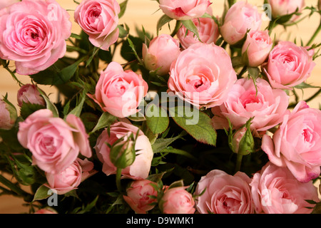 Grappolo di piccole rose rosa, vicino. Foto Stock