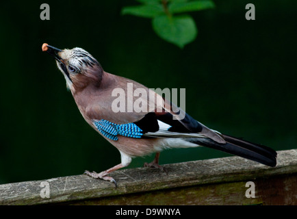 Eurasian Jay (Garrulus glandarius) mangiare noccioline Foto Stock