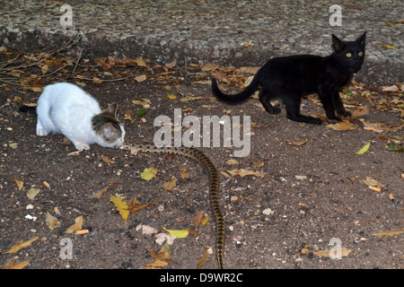 Un gatto domestico caccia e uccisione di una Viper snake fotografato in Israele nel giugno Foto Stock