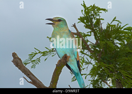 Rullo europea (Coracias garrulus), Kruger National Park, Sud Africa Foto Stock